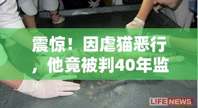 因虐猫被判40年监禁